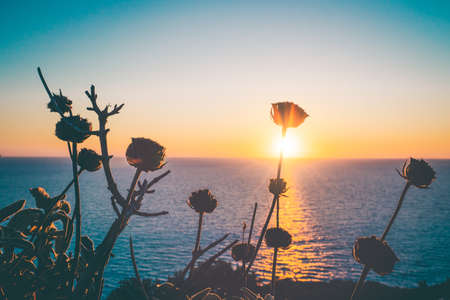 Magic golden sunset over sea horizon. Dry plants in forgroundの写真素材