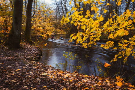 Couple paddling in kayak on forest river. Autumn forest lake surrounded by golden limbs and leaves in the autumn dayの写真素材