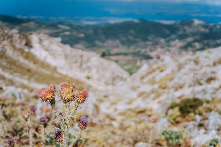 Thistle Cirsium creticum plant flower in front of stunning greek mountain scapeの写真素材