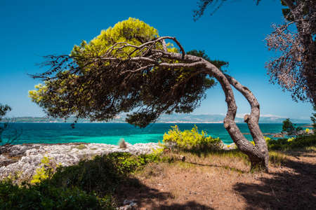 Mediterranean landscape with the pine tree on coast bent toward the sea from the wind, emerald bay and clear water, Greeceの写真素材