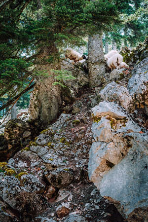 Sheeps on the steep rocky slope in old pine trees forest. Highlands on Kefalonia island. Greeceの写真素材