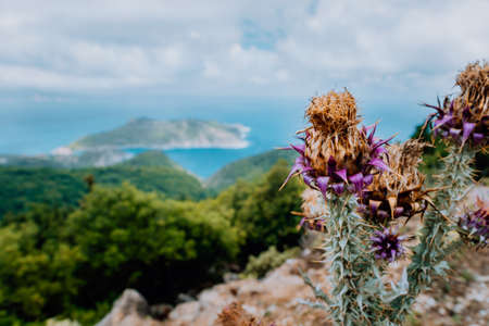 Thistle plant flower on blurred rocky shore line background on Kefalonia island, Greece, Europeの写真素材
