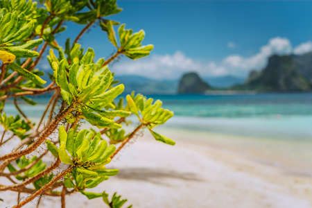 Tropical green beach plants foliage at Las cabanas beach with blurred Malpacao island in background. Beautiful travel scenery in El Nido, Palawan, Philippinesの写真素材