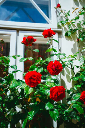 Red roses buds with white house in background. Lueneburg, Germany