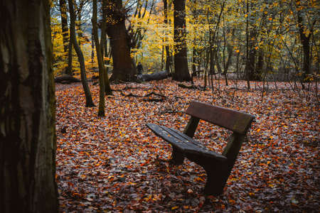 Autumn forest scene with empty bench. Winding walking path foliage leaf fallの写真素材