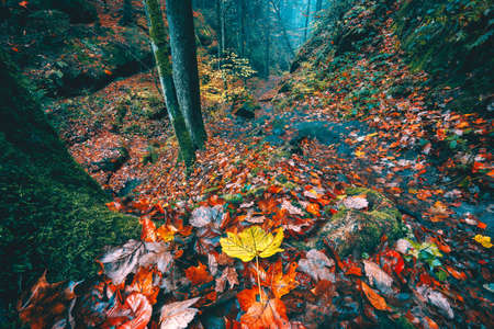 Hiking path trail through the beautiful autumn mysterious forest in valley with trees, golden orange leaves in morning soft lightの写真素材