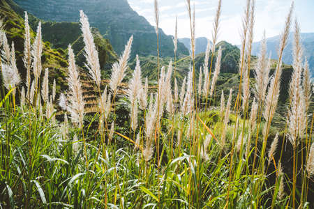 Santo Antao, Cape Verde. Sugar plantation on the greenest and northernmost island in Cape Verdeの写真素材