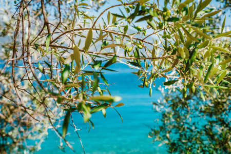 Olive tree branches with blue sea in the background.の写真素材