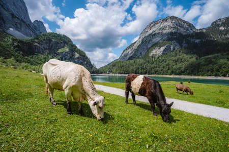Alpine green fields and cows at meadows near Gosau lake at summer sunny day. Salzkammergut region, Gosau Valley in Upper Austria, Alps. Europeの写真素材