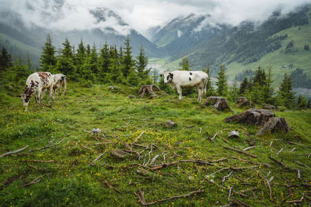 Schlegeis Stausee lake view from mountain hiking path trail. Zillertal, Austria, Europeの写真素材