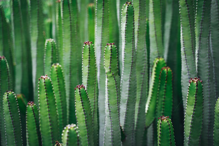 Close up, macro bush of cactus euphorbia canariensis. Perfectly straight branches of an evergreen plant peyote. Detailed high quality image. Endemic flora. Tenerife. Canary Islands, Spain.の写真素材