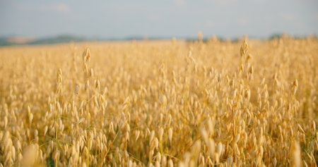 The concept of agriculture. Sunset light. Blurred background. Crop is ready for harvesting. Germany. Blue sky. Real time. Close-up of ripe golden ears oat swaying in the light wind in field. Cinematicの写真素材