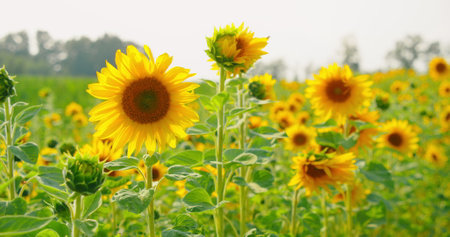 Bumblebee collecting honey nectar and pollen from sunflower close-up footage. Bee flying and pollinating flowers slow-motion. Flowering field of sunflowers. Summer sunset. Nature landscape. Relax viewの写真素材