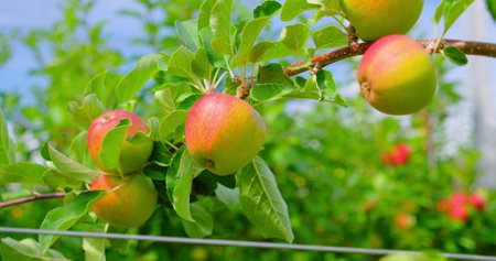 Juicy apples hanging on branch in orchard garden. Trees are tied, abundant harvest. Beautiful ripe pink fruits. Close-up. Apple tree.の写真素材