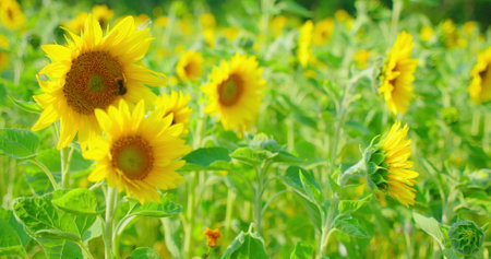 Bumblebee collecting honey nectar and pollen from sunflower close-up footage. Bee flying and pollinating flowers slow-motion. Flowering field of sunflowers. Summer sunset. Nature landscape. Relax viewの写真素材