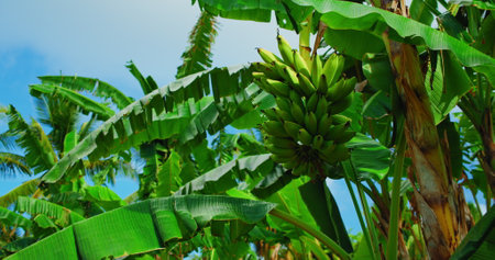 Green banana fruit growing on tropical palm tree at summer sunny day on blue sky background. Static footage.の写真素材