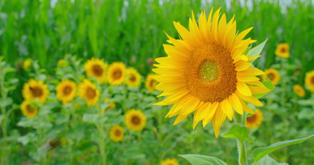 Sunflower field. Agriculture. Sunflowers blooming fluttering in the wind. Beautiful nature...