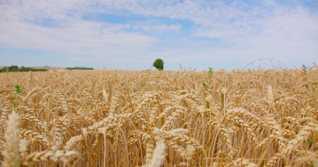 Close-up. Beautiful natural coloured wheat field in a day where wind do some barley motion. Golden ripe harvest meadow, blue cloudy sky. Ears full of grains. Germany. Havesting.の写真素材