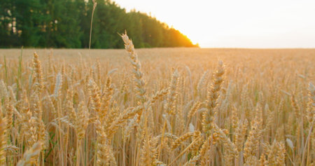 Wheat field, rich harvest, agricultural economy. Plantation near to forest. Golden ears of grain crops illuminating in sunlight, close-up. Ripe pasture. Cultivation. Sunset clear blue sky.の写真素材