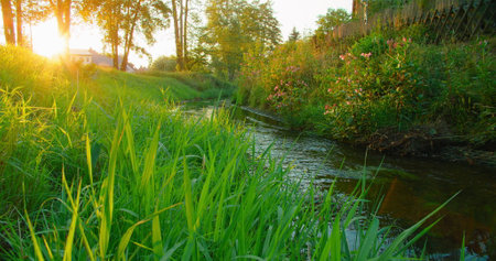 Sunrise over green river, water stream. Calmness, relaxation, meditation, solitude, beauty of nature concept. Rural landscape. Village in Germany. Close-up lush grass flowers grow along brook. Nobody.の写真素材