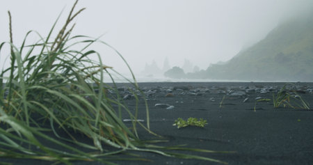 Grass foliage at the black sand beach of Reynisfjara with waves hitting the shore on foggy rainy stormy day Vik, Icelandの写真素材