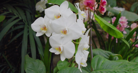 Beautiful white orchid flower. Wild nature. Close-up in macro shooting. Phalaenopsis, Moth Orchid. Background with white and pink orchid flower.の写真素材