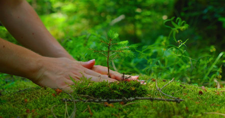 Earth Day save environment concept. Growing seedling forester planting. Female hand holding sprout wilde pine tree in nature green forest.の写真素材