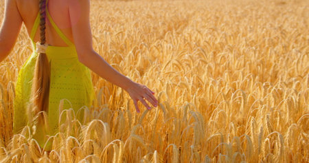 Girl touches the grass of golden ripe wheat with her hand. Sunset scene. Good harvest. Young woman goes through summer wheat field. Slow motion walking, nature landscape. Germany. 4k footage.の写真素材