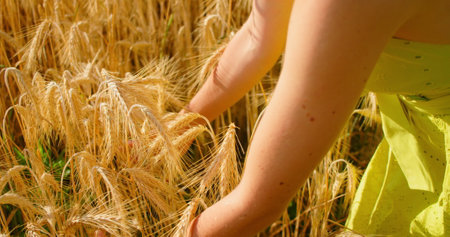 Close up of woman hands check wheat ears. Field with ripe golden wheat at sunset, food crisis and malnutrition concept, growing grain. Starvation. Depletion. Meager harvest. Hunger world wide problem.の写真素材