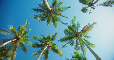 Tall coconut palm trees and blue sky at the beach during warm sunny summer day. Wind shakes the lush...
