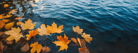 Autumn leaves floating on water of serene lake.の素材