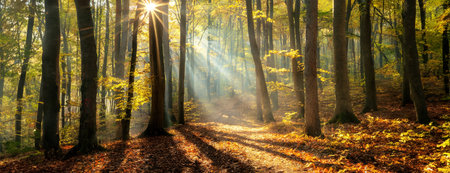 A sunny morning in an autumn forest with rays of sunlight shining through the trees and casting long shadows on the ground covered in fallen leavesの素材