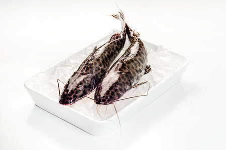 grouper fish, snowy grouper fishの写真素材