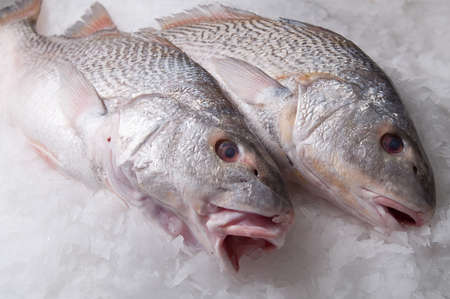 croaker fish
