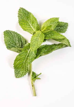 mint leaf