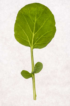 Rucola baby leaf, arugulaの写真素材