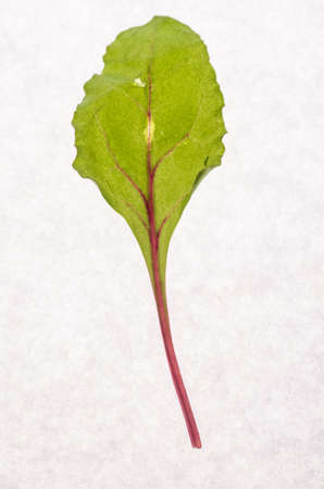 beet leafの写真素材
