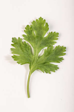 parsley leaf