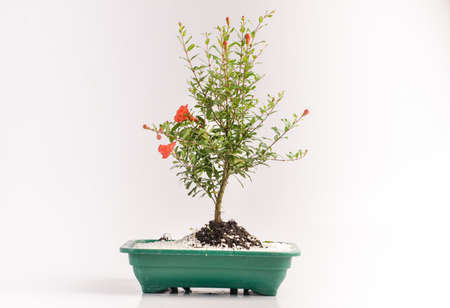 Bonsai in ornamental flowerpotsの写真素材