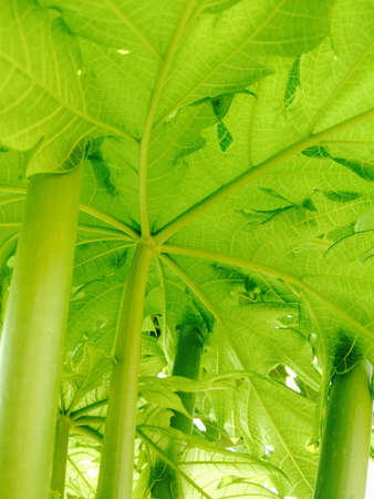 Papaya treetop. Papaya treetop.