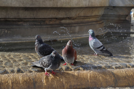 Doves Relaxing on a Water Fountain in a Sunny Dayの写真素材