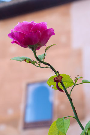 Close Up Picture of Pink Rose with Long Stemの写真素材