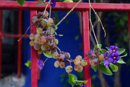 Grapes Vine in the Gateの写真素材