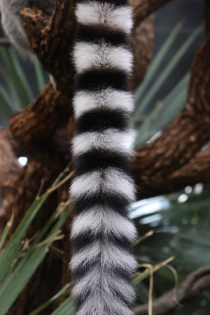 Closed Up and Detail Shot of Lemur's Tail, Which has a White Colors with Black Rings Patternの写真素材