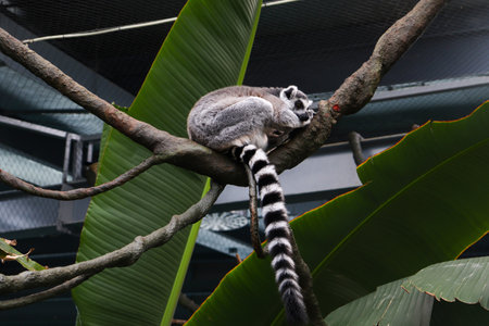 A Lemur, Native Animal of Madagascar, Sitting on the Branch of a Treeの写真素材