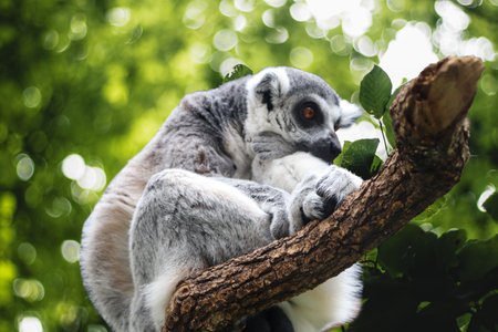 A Lemur, Native Animal of Madagascar, Sitting on the Branch of a Treeの写真素材