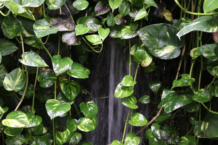 A Mini Waterfall on the Wall Covered with Global Green Pothos Leavesの写真素材