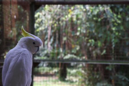 White Cockatoo sitting on a branch in a cage in a zooA White Feathered Cockatoo on the Branch Looking at the Other Way opposite to the Bodyの写真素材