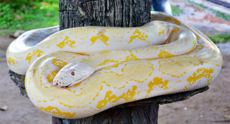 beautyful big size python anaconda white color yellow motif on wood