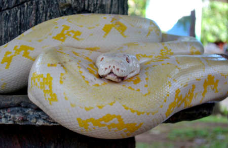 beautyful big size python anaconda white color yellow motif on woodの写真素材